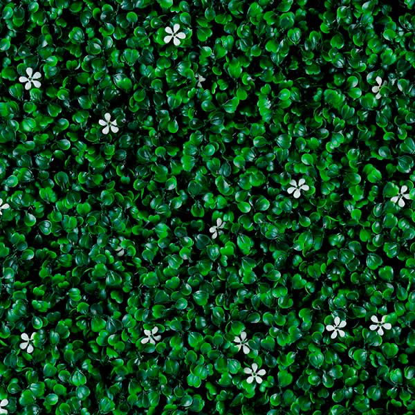 Green walls Jasmine