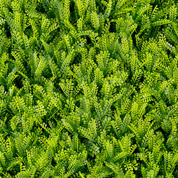 Green walls Fern