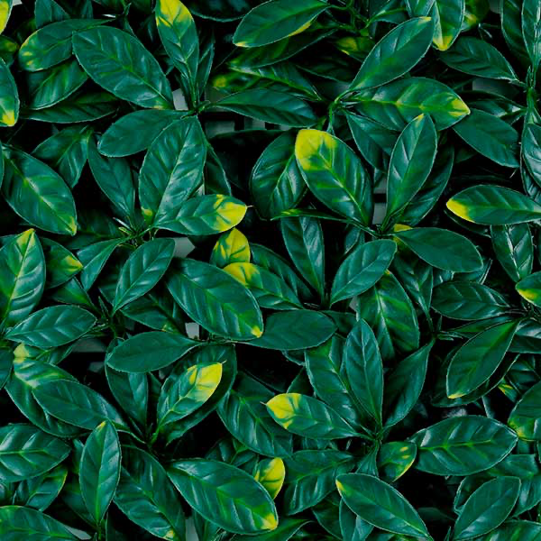 Green walls Laurel