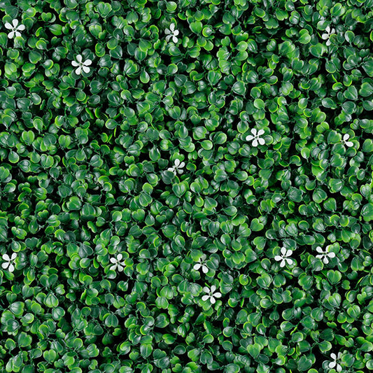 Green walls Jasmine