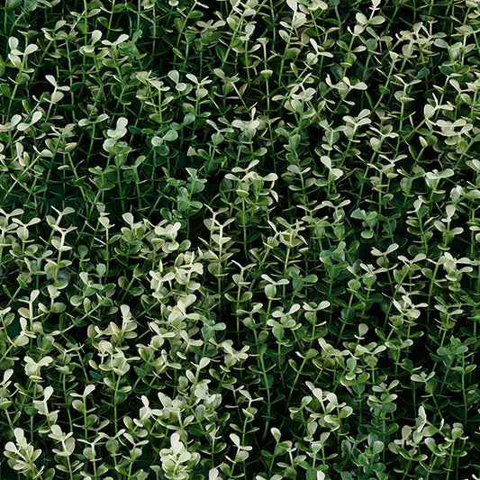 Green walls White boxus