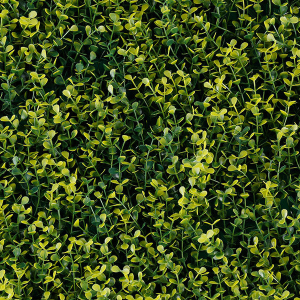 Green walls Yellow boxus