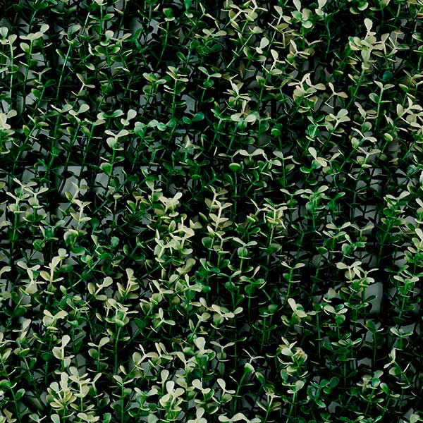 Green walls White boxus